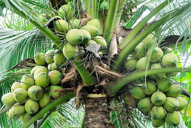 Kokosove palme so vir kokosov iz katerih pridobivajo kokosovo maščobo.