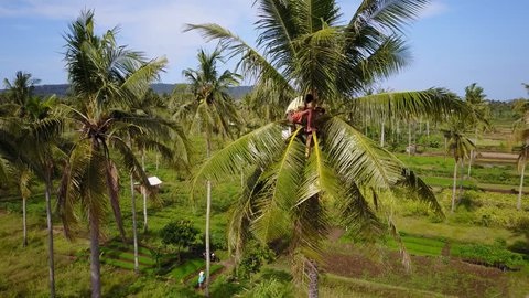 Obiranje kokosa na Filipinih.
